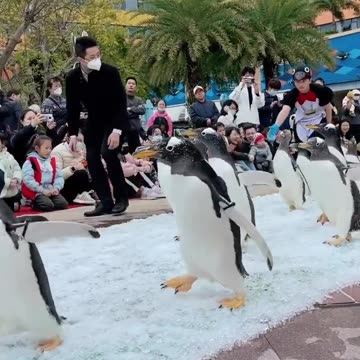 Penguins Incredible