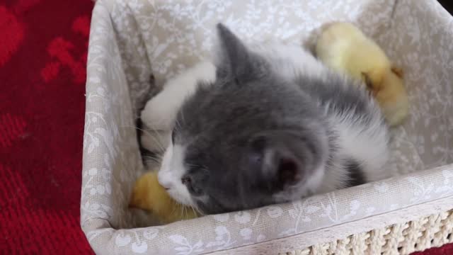 Kittens love chickens very much.