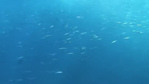 Dolphin 🐬🐋 🐠 fish best video