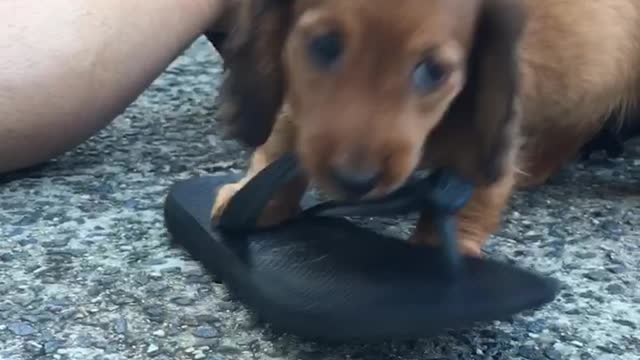 Dachshund Puppy creates a new toy