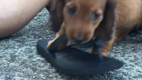 Dachshund Puppy creates a new toy