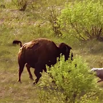 Wolves attack young buffalo