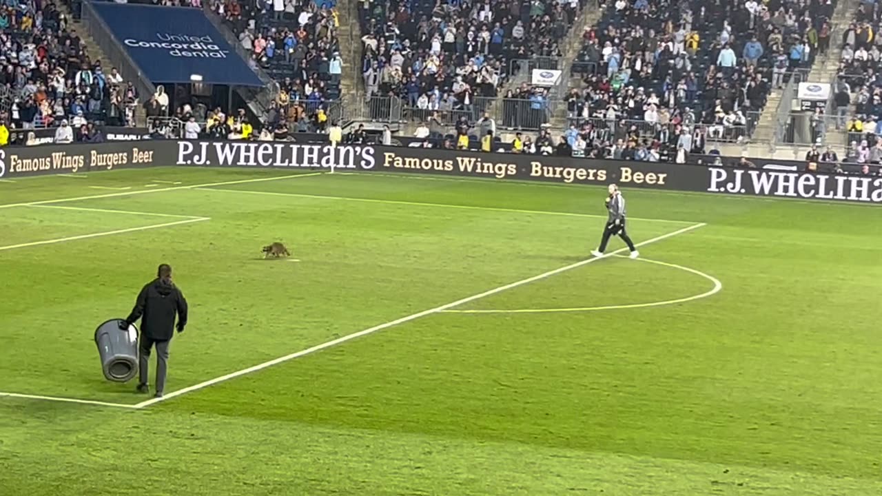 Raccoon Evades Capture on Soccer Field