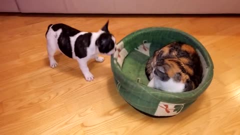 Puppy Attempts To Reclaim Bed From Cat