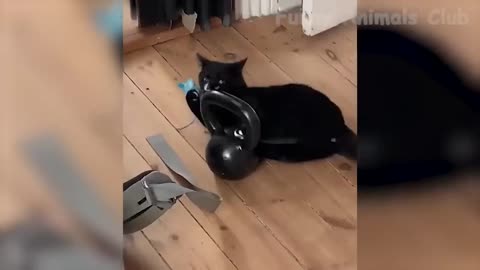 Funniest Cats And Dogs Videos