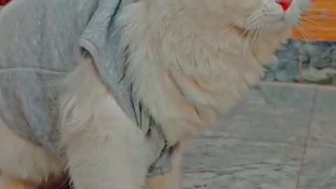 Cute and funny cat video.