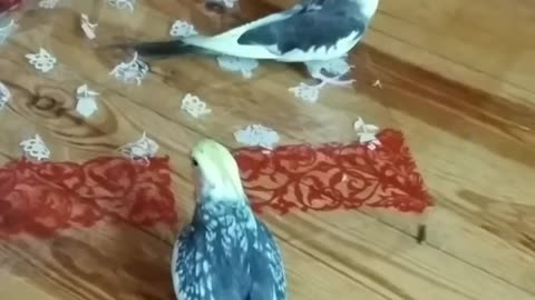 Bird video viral