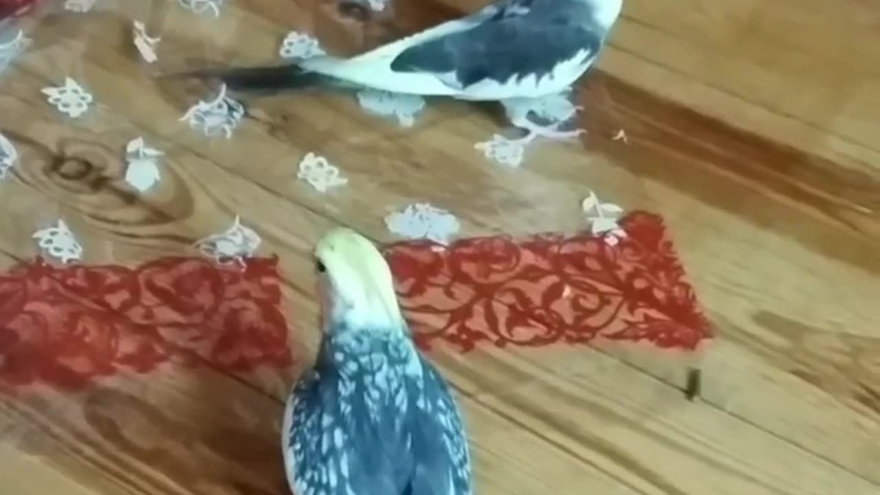 Bird video viral