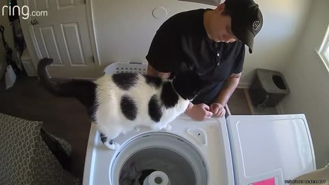 Cat Wants to Help With Laundry