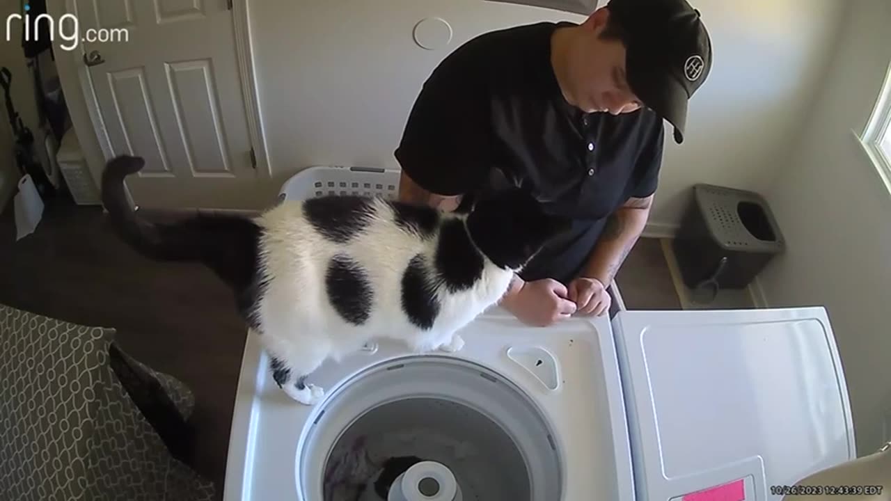 Cat Wants to Help With Laundry