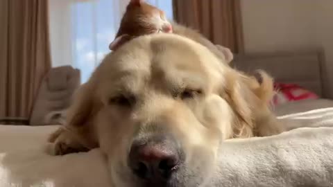 Tiny Kitten Uses a Golden Retriever as a Pillow to Sleep on