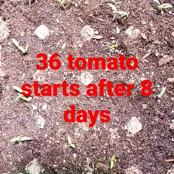 8 Days after seeding tomatoes 36 healthy plants
