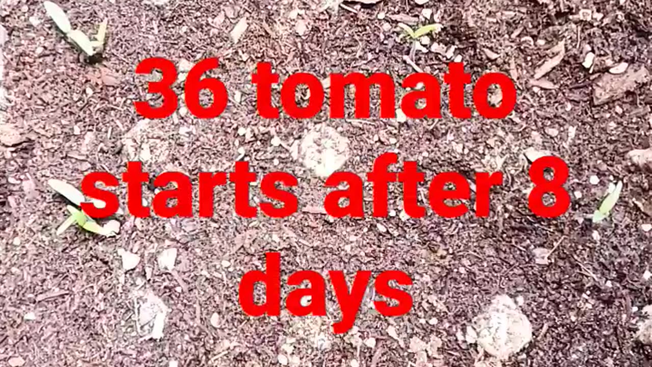 8 Days after seeding tomatoes 36 healthy plants