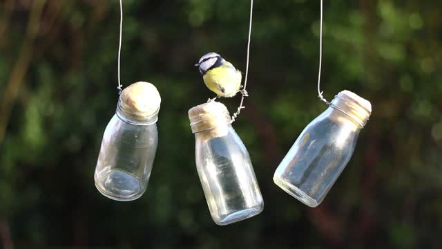 blue tit bird milk garden