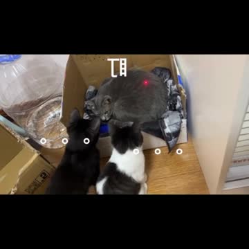 A Collection of Cute and Funny Cat Videos #2