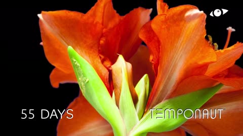 Blooming Amaryllis Timelapse