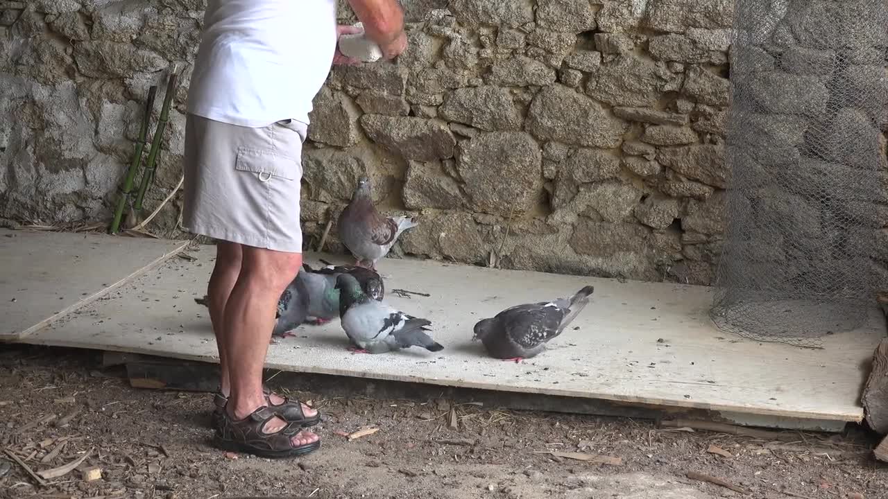 Pigeons Feeding Birds Food Nature Eating Animal