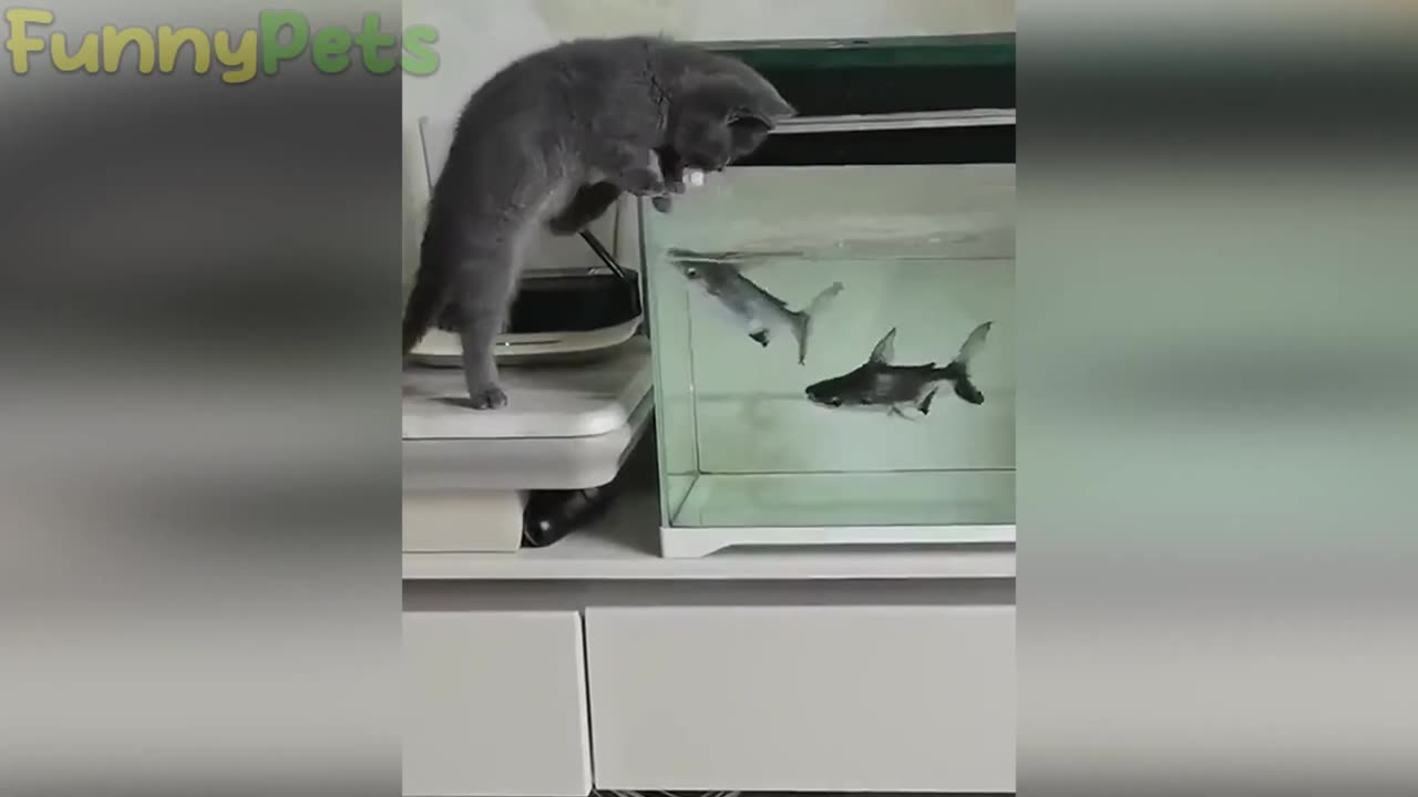 Funny Cats