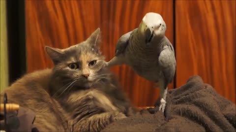 Parrot annoys cat.