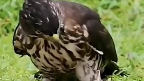 Eagle attack on snake