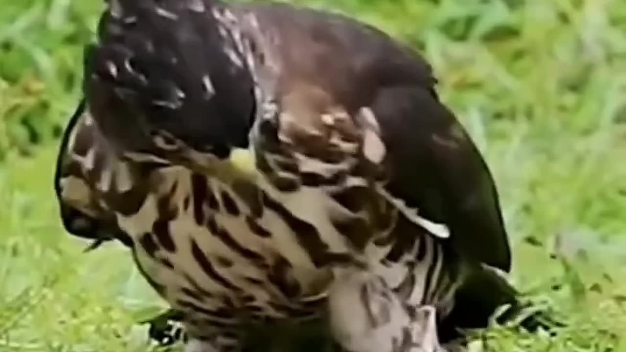 Eagle attack on snake