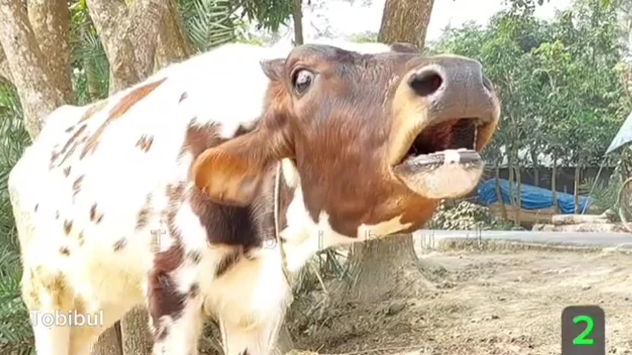 A cow with a baby at her feet is crying a lot