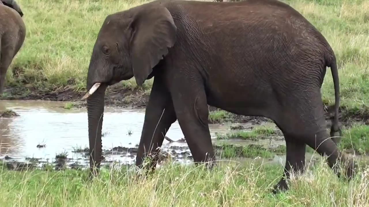 #Animal Reel for Kids, Kids Video, Kids short, child video, #giraffe