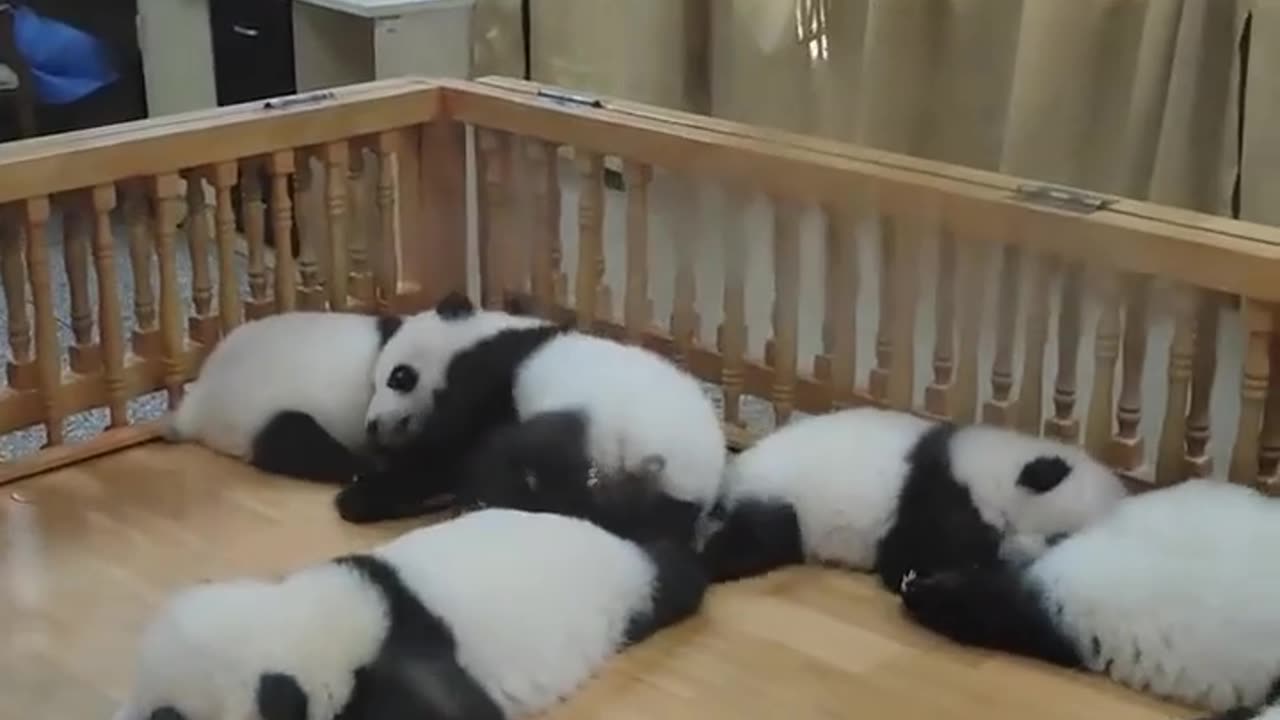 Panda's baby