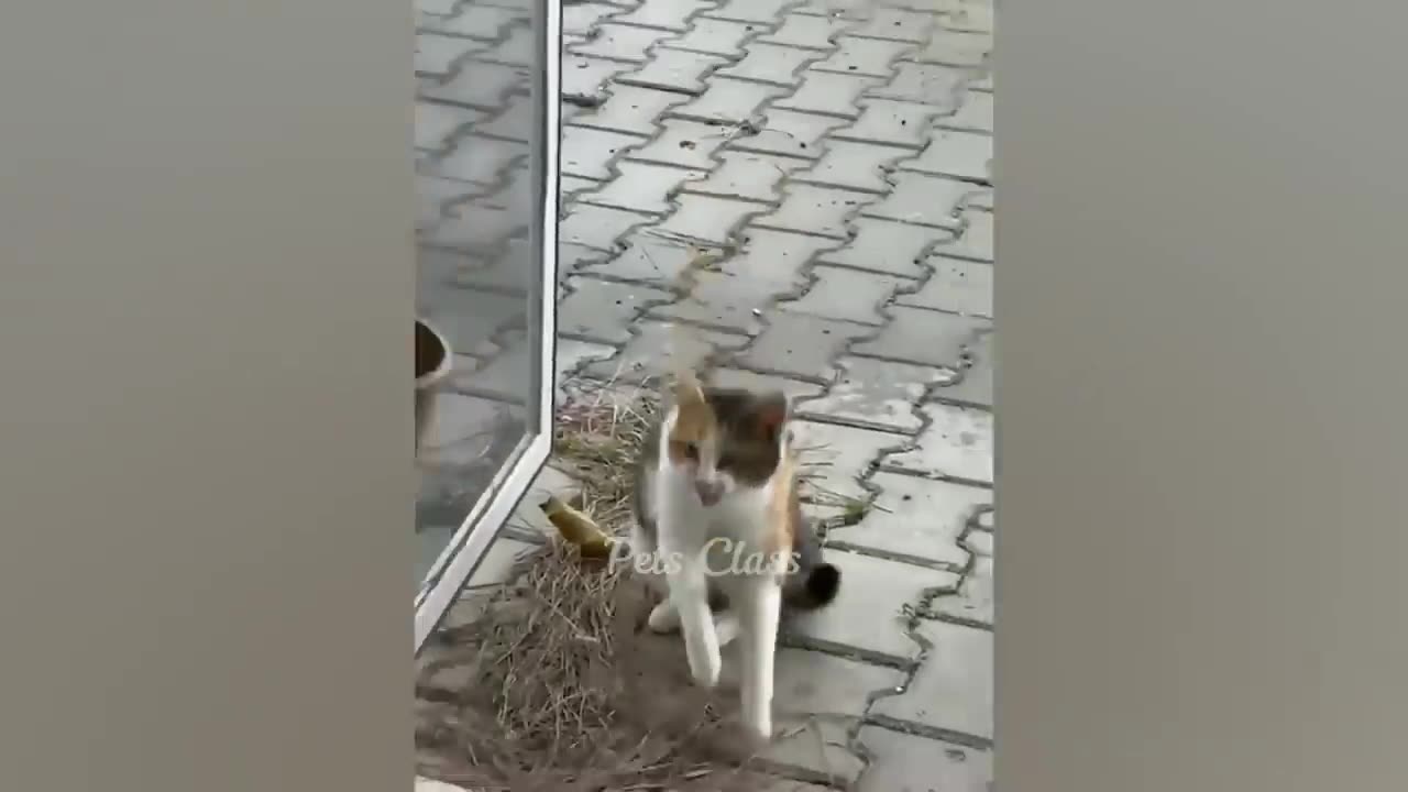 Cat funny moments