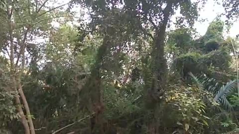 Baneshwar temple garden of Narasapur about 36 km southwest of Pune.