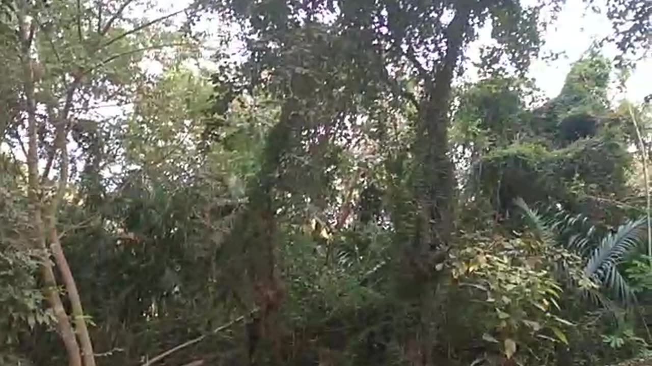 Baneshwar temple garden of Narasapur about 36 km southwest of Pune.