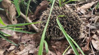 Baby Porcupine