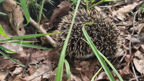 Baby Porcupine