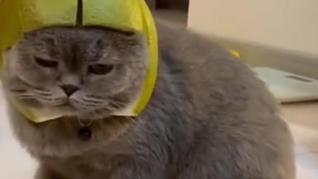 Funny cats 😸😻 balancing eggs on head - Hilarious 😄😍