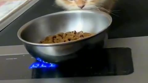 Funny Cat videos