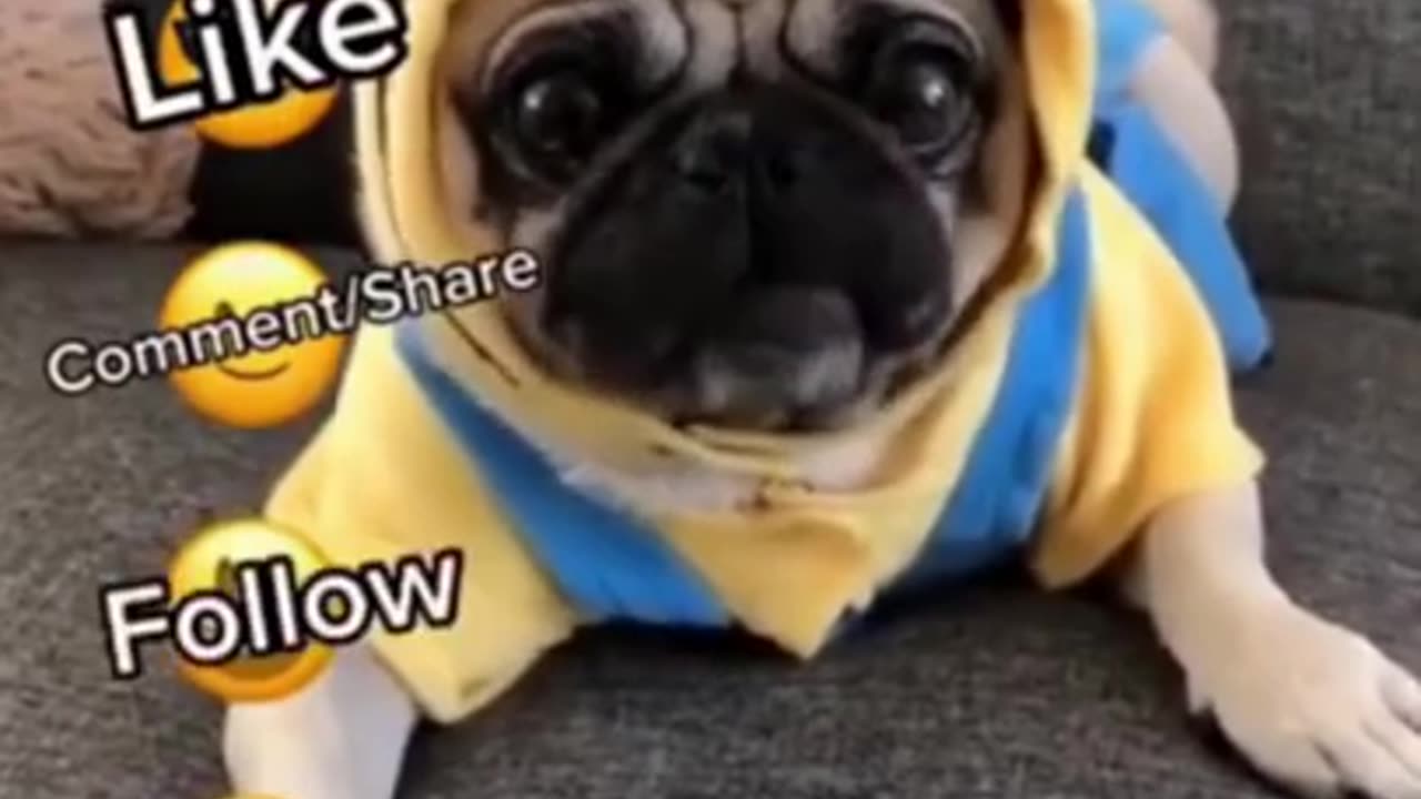 Top Funny Cute Dog Videos and TIKTOK Compilation #short 2023