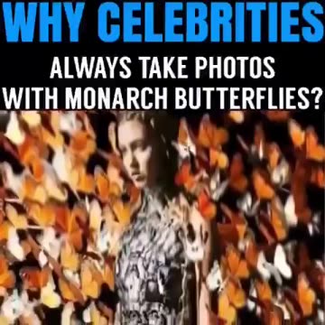 What do you know about Project Monarch…?