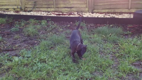 Cute Puppy Playing With Ball