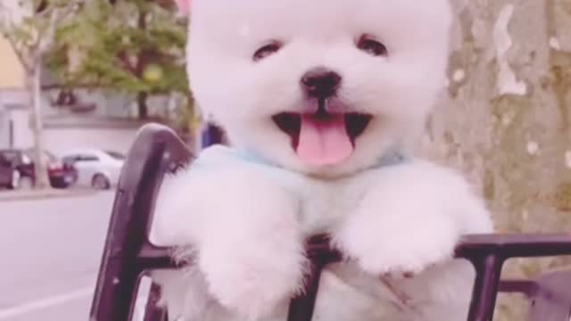 Cute dog made from rice is taking a bath in a plate of potato soup.