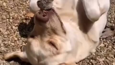 Dogs and cats funny video