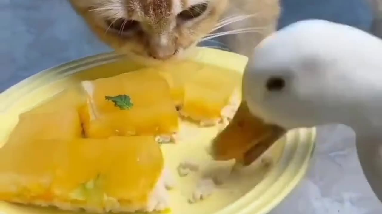 Duck and cat!