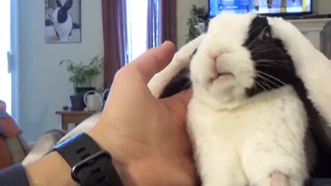 Rabbit learns he is adopted