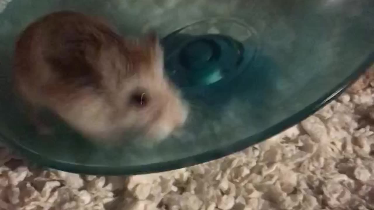 Hamster Alvin “Rambo”🐹