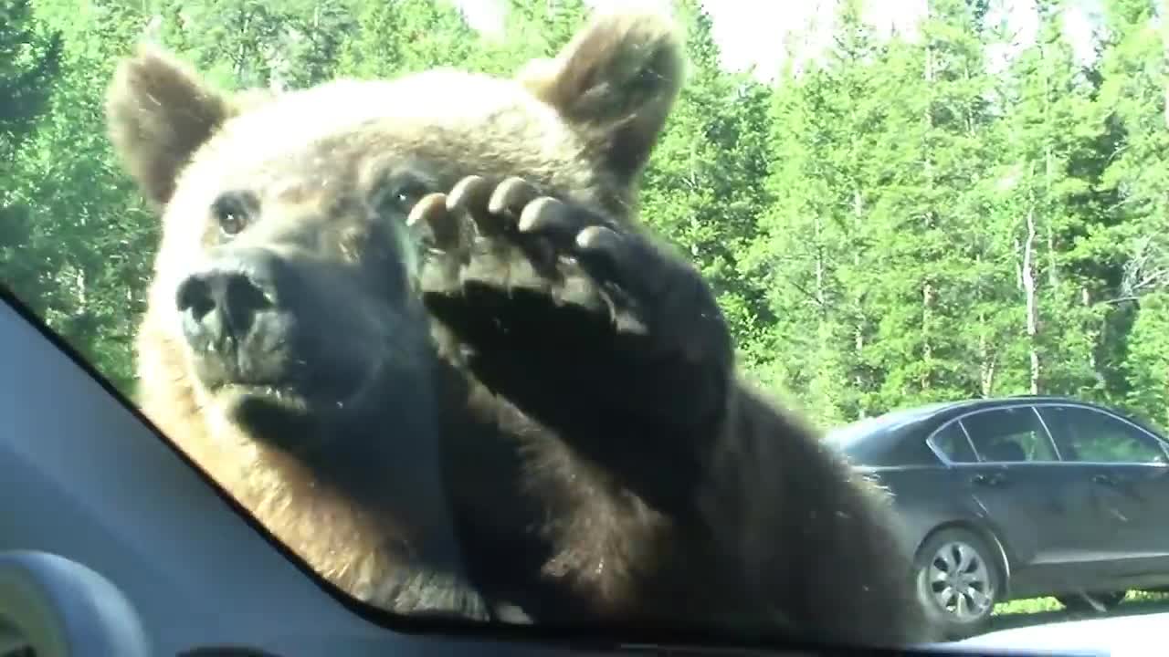 Yellowstone Grizzly bear- "Attacks" cars