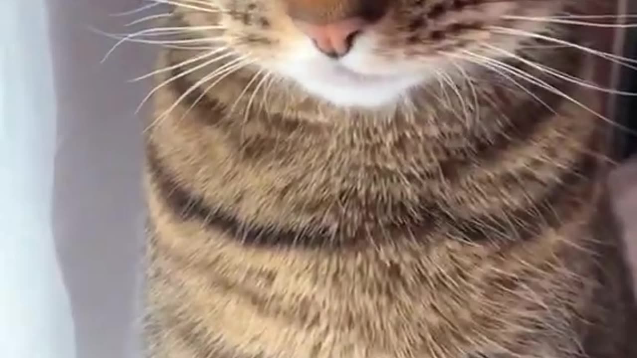 Funny cats funny pets animals