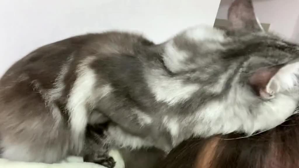 371_Deep love from kittens 🥰 #catlover #catsoftiktok #cat #cattok #foryou