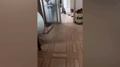Funny Cats😸😸
