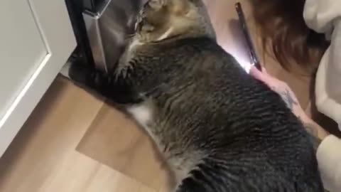 Funny Cat - Cat Video 🤣🤣🤣 Funny moment