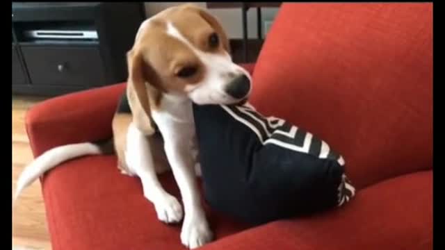 a man enjoy with his dog