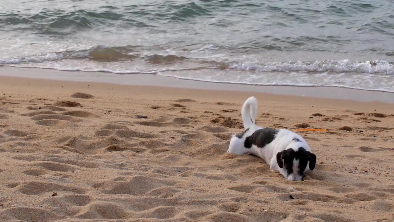 beach dog rolling